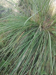 Muhlenbergia rigens