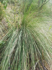 Muhlenbergia rigens