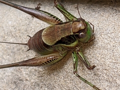 Eupholidoptera