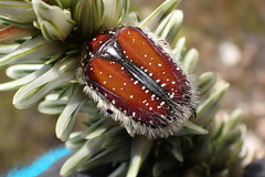 Trichostetha bicolor