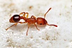 Tetramorium bicarinatum