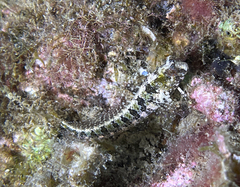 Parablennius tentacularis