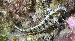Parablennius tentacularis