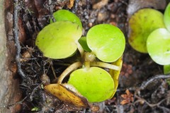 Limnobium laevigatum