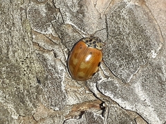 Harmonia quadripunctata