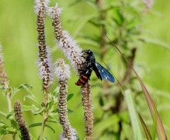 Colpacampsomeris indica