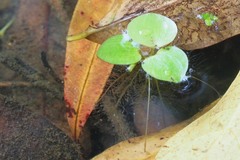 Limnobium laevigatum