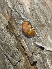Harmonia quadripunctata