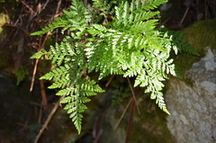 Davallia canariensis