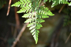 Davallia canariensis