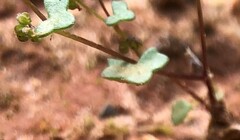 Hydrocotyle capillaris