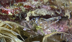 Periclimenes amethysteus