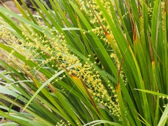 Lomandra hystrix