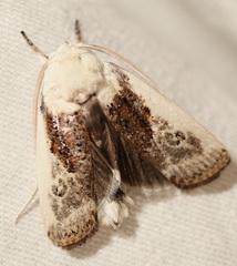 Cryptophasa albacosta