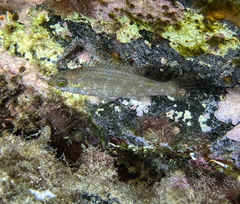 Symphodus cinereus