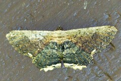 Ruttellerona pallicostaria