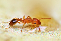 Tetramorium bicarinatum