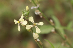 Eruca vesicaria