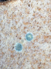 Aspergillus