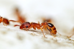 Tetramorium bicarinatum