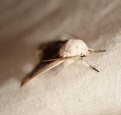 Cryptophasa albacosta