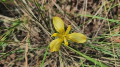 Xyridaceae