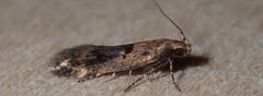Mirificarma cabezella