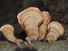 Stereum lobatum