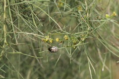 Leptinotarsa lineolata