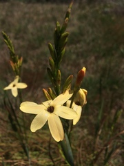 Ixia paniculata