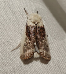 Cryptophasa albacosta