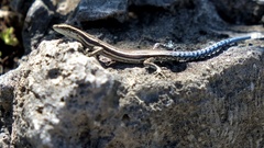 Cryptoblepharus novohebridicus