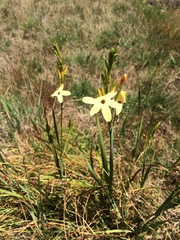 Ixia paniculata