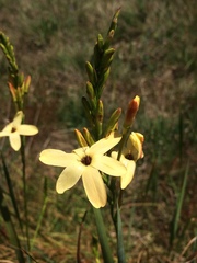 Ixia paniculata