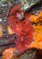 Phorbas fictitius