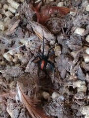 Latrodectus hasselti