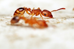 Tetramorium bicarinatum