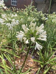 Agapanthus