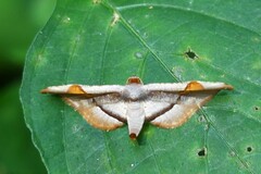 Calindoea elongatalis