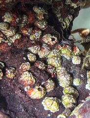 Balanomorpha