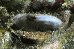 Barbatia barbata