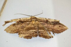 Anisoneura