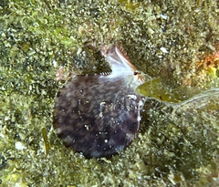 Mimachlamys varia