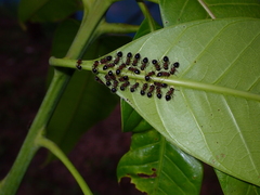 Meranoplus bicolor