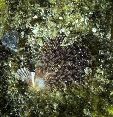 Mimachlamys varia