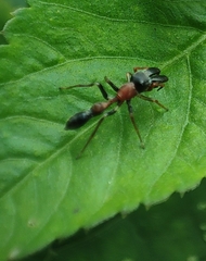 Myrmarachne melanocephala