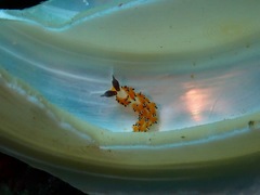 Favorinus tsuruganus