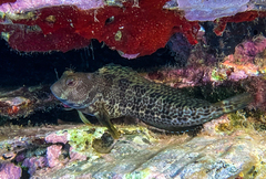 Parablennius pilicornis