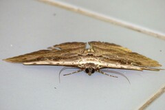 Anisoneura