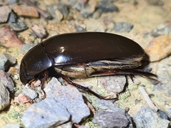 Hydrophilus